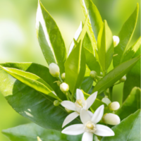 154-1.png NURME - Švelnios valomosios putos su neroliu