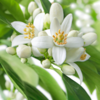 155.png NURME - Švelnus micelinis vanduo su neroli ir hialurono rūgštimi – 200 ml